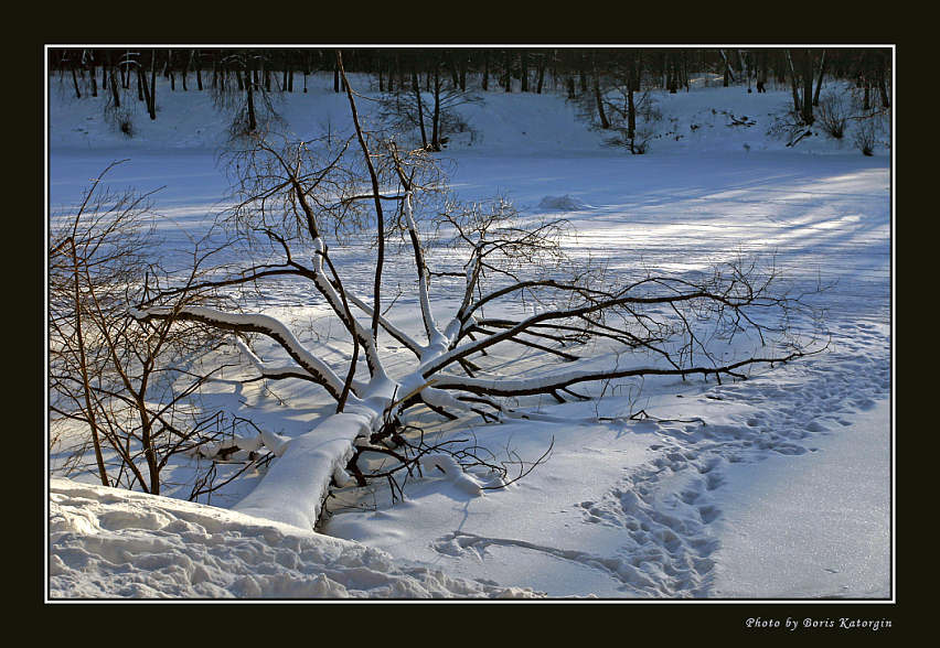 photo "Have trampled" tags: landscape, forest, winter