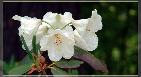 photo "...to the world..." tags: nature, flowers