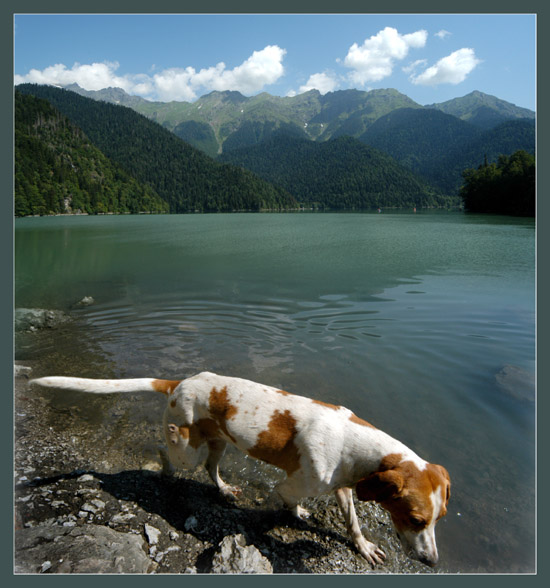 фото "Собака, бредущая по берегу озера" метки: природа, домашние животные