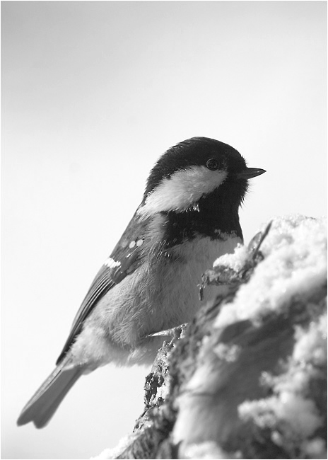 фото "B&W Parus ater" метки: природа, черно-белые, дикие животные