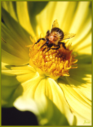 photo "The judge of flowers" tags: nature, macro and close-up, insect
