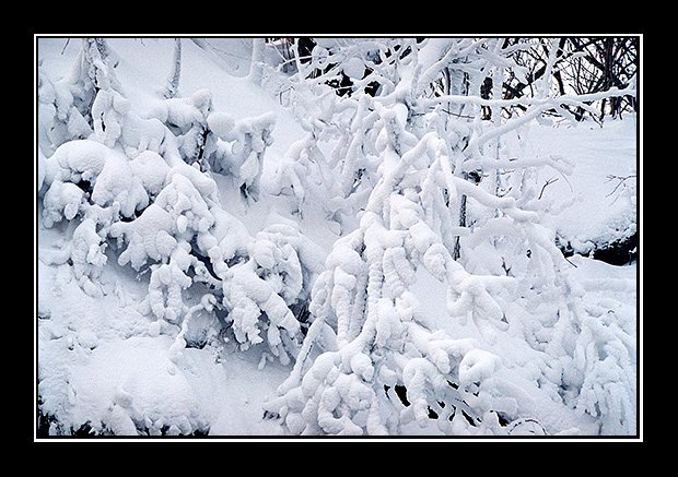 photo "Winter fairy tale" tags: nature, 