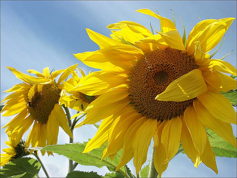 photo "Summer, wind and Sunflowers" tags: nature, flowers