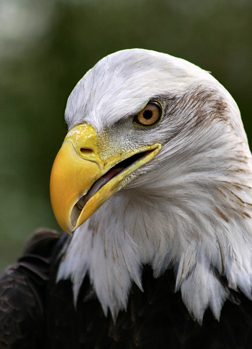 photo "Eagle Eye" tags: nature, portrait, wild animals
