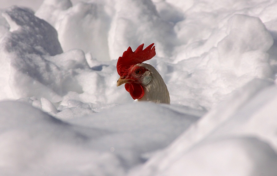 photo "Froze Chicken :-)" tags: misc., 