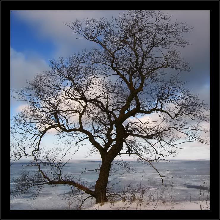 photo "The Tree" tags: landscape, nature, winter