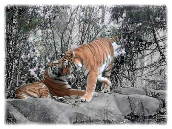 photo "Tigers" tags: nature, wild animals