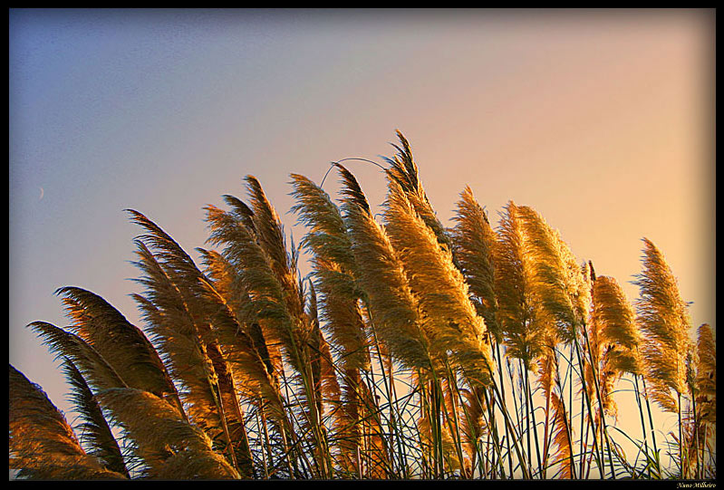 photo "Windy day!" tags: landscape, sunset