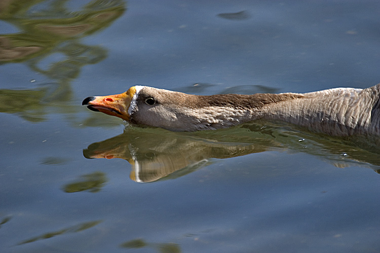 фото "Long neck" метки: природа, дикие животные