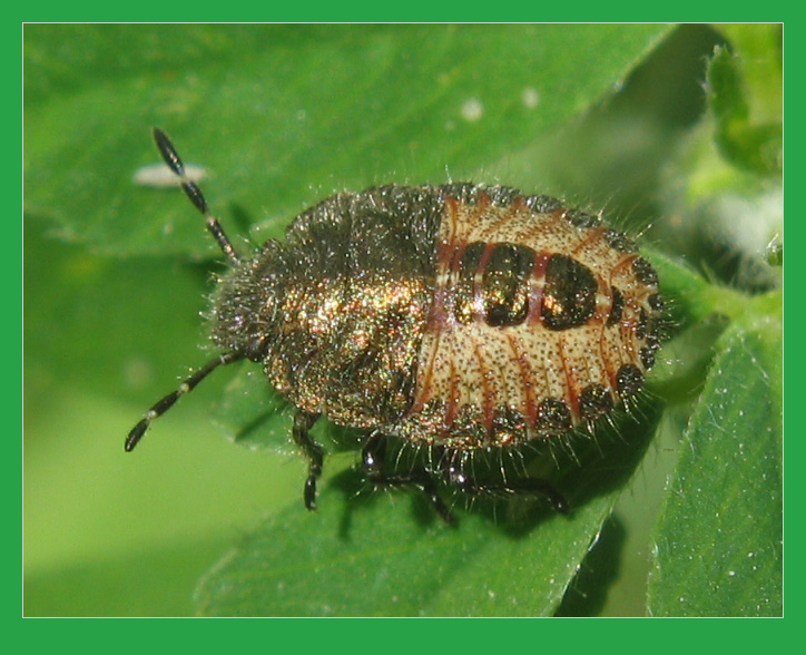 photo "~Bedbug~" tags: macro and close-up, 