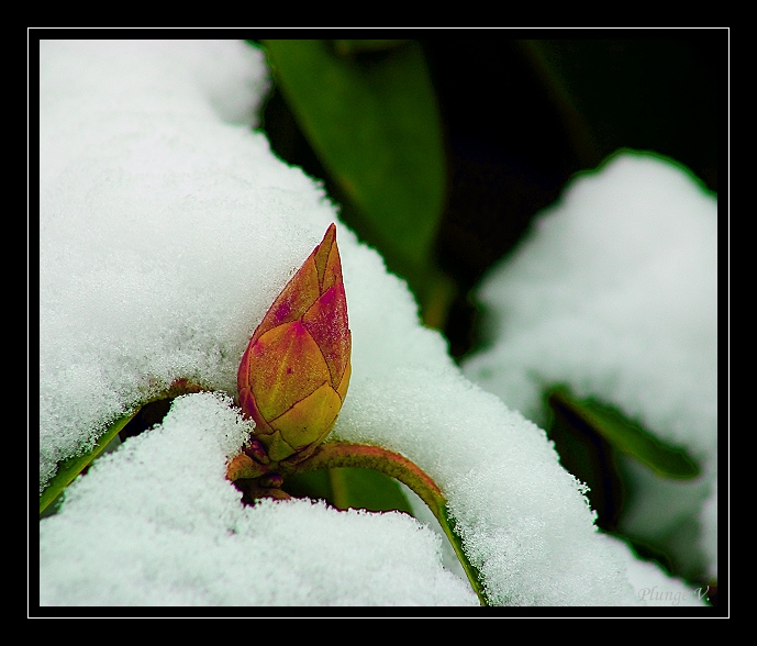 photo "... spring comming ..." tags: nature, montage, flowers