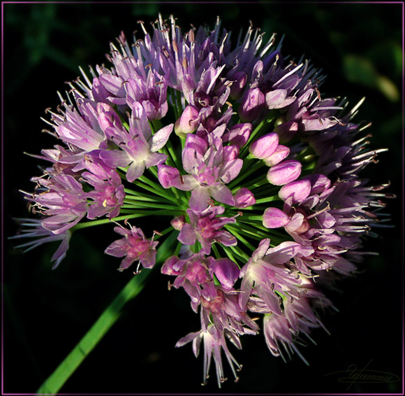 photo "Planet of flowers." tags: nature, macro and close-up, flowers