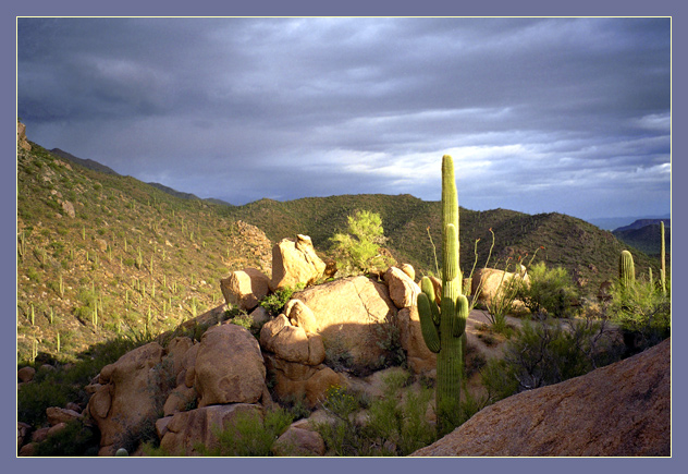 photo "wild cactus" tags: travel, landscape, North America, sunset