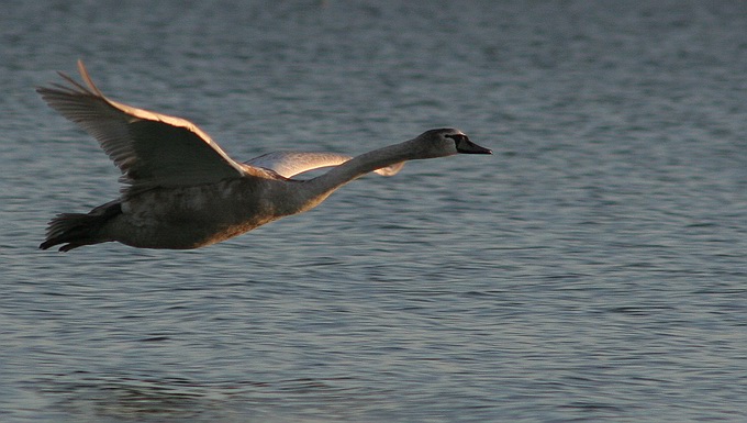 фото "Flight of the swan" метки: природа, дикие животные