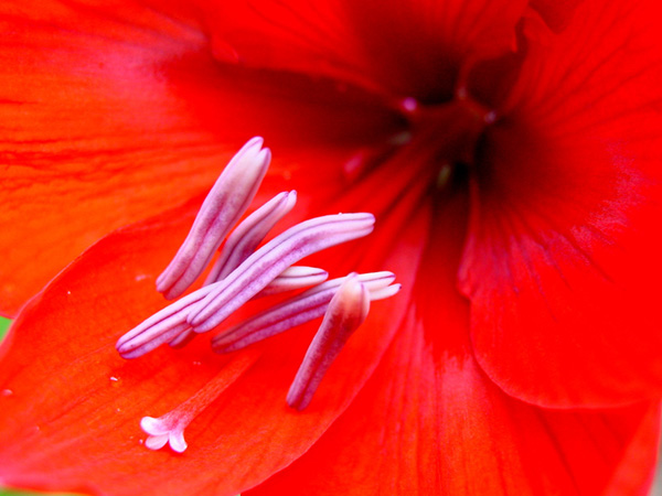 photo "RED" tags: nature, flowers