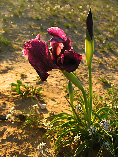 photo "blossom of the desert" tags: nature, flowers