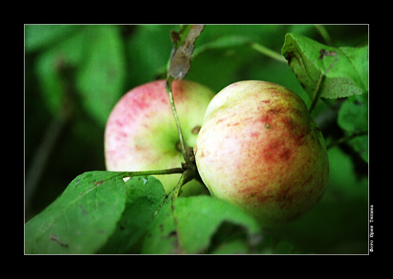 photo "Autumn Apples" tags: nature, flowers