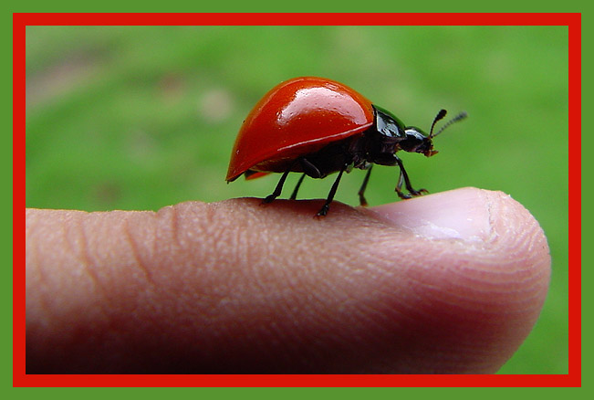 photo "Joaninha" tags: nature, insect