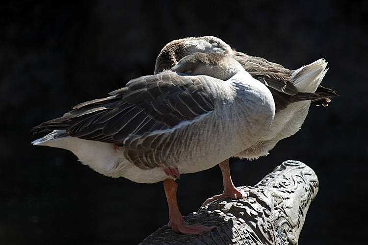 photo "Sleeping time" tags: nature, wild animals