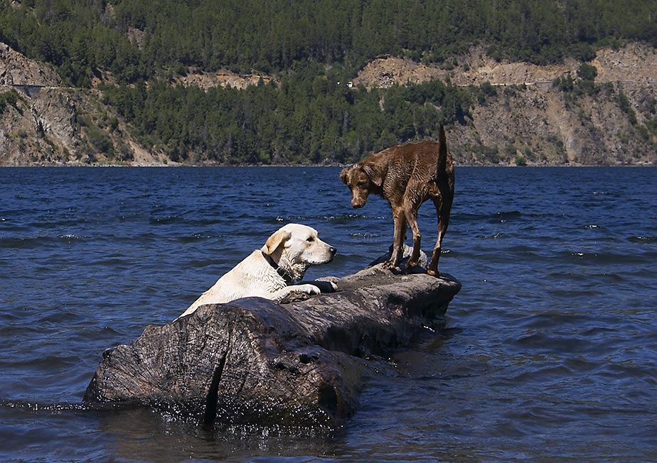 photo "Lake Dogs" tags: travel, landscape, South America, water