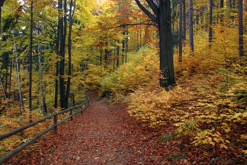 фото "autumn" метки: пейзаж, лес