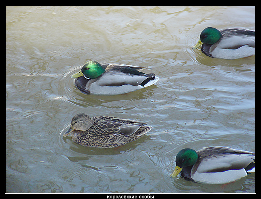 photo "Royal persons" tags: misc., nature, wild animals