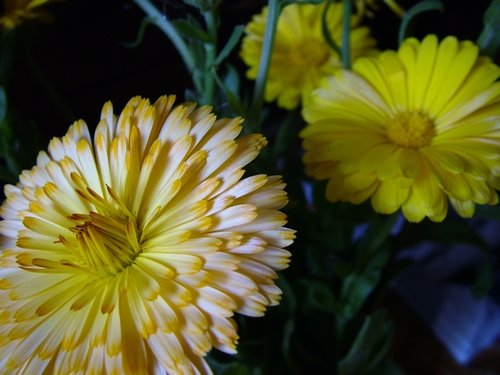 photo "the little sun" tags: nature, flowers