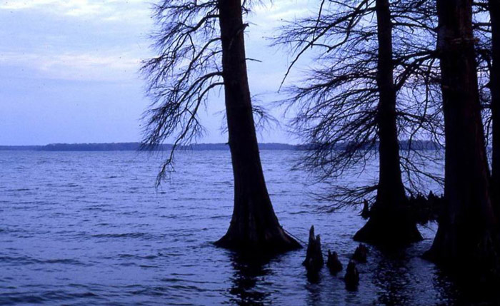 photo "Reelfoot Lake Tennessee" tags: landscape, sunset
