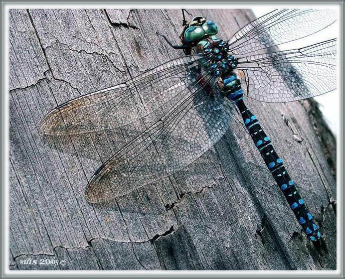 фото "***" метки: природа, макро и крупный план, насекомое