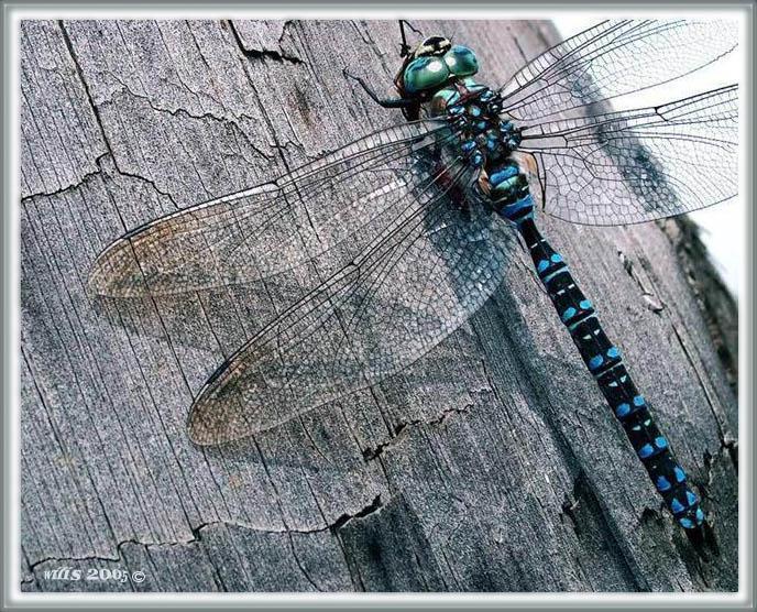 photo "***" tags: nature, macro and close-up, insect
