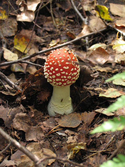 photo "Fly agaric" tags: nature, flowers