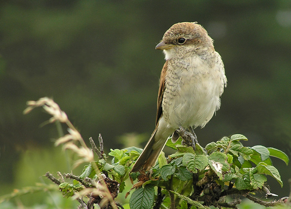 photo "Lanius collurio imm. (2)" tags: nature, wild animals