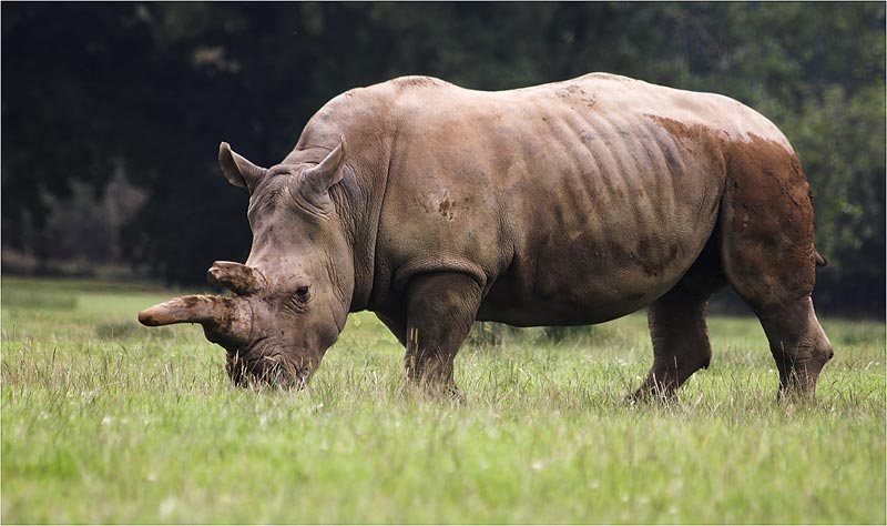photo "Rhino !" tags: nature, wild animals
