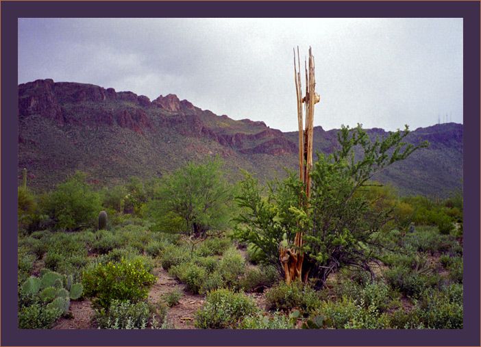 photo "bonds of a cactus" tags: nature, landscape, flowers, mountains