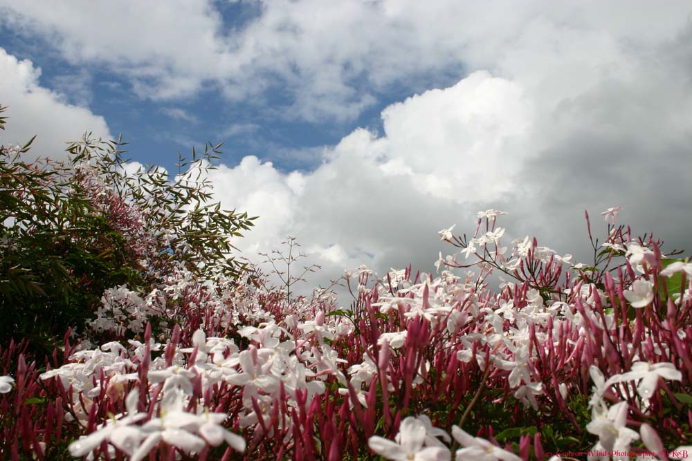 photo "Clouds and Jasmine !" tags: nature, landscape, clouds, flowers