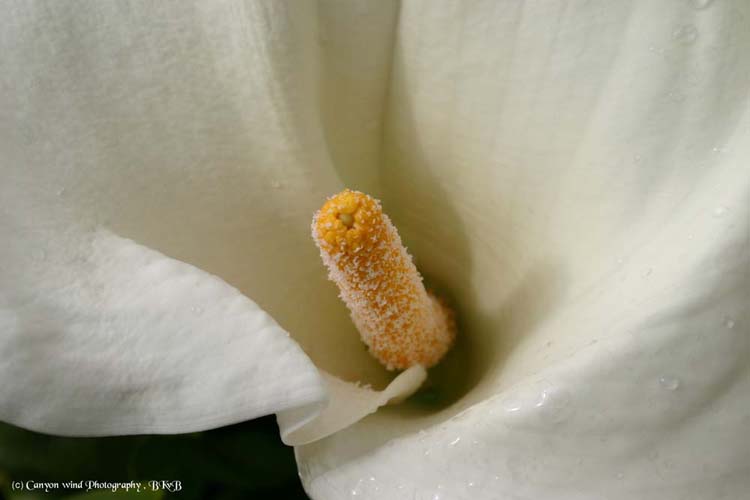 photo "The stamen did it !" tags: macro and close-up, nature, flowers