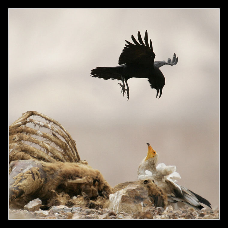 photo "The Bird`s Wars" tags: nature, genre, wild animals