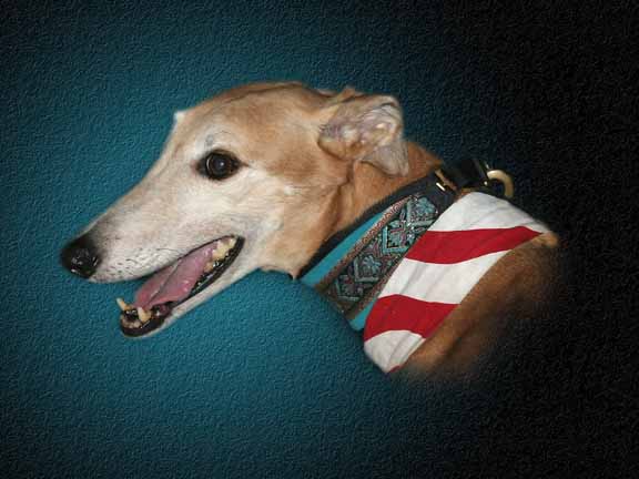 photo "Greyhounds" tags: nature, portrait, pets/farm animals