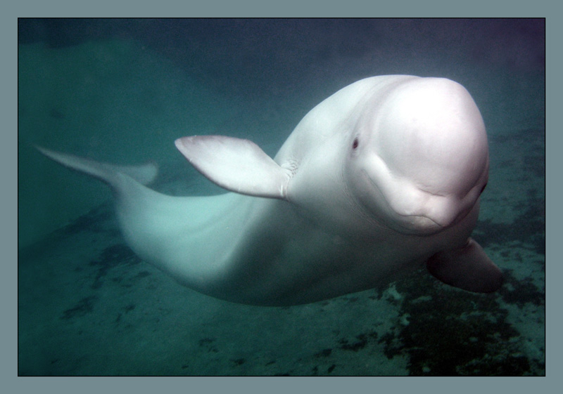 photo "Beluga whale!" tags: underwater, nature, wild animals