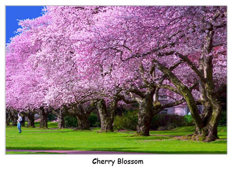 фото "Cherry Blossom" метки: пейзаж, путешествия, Северная Америка, весна