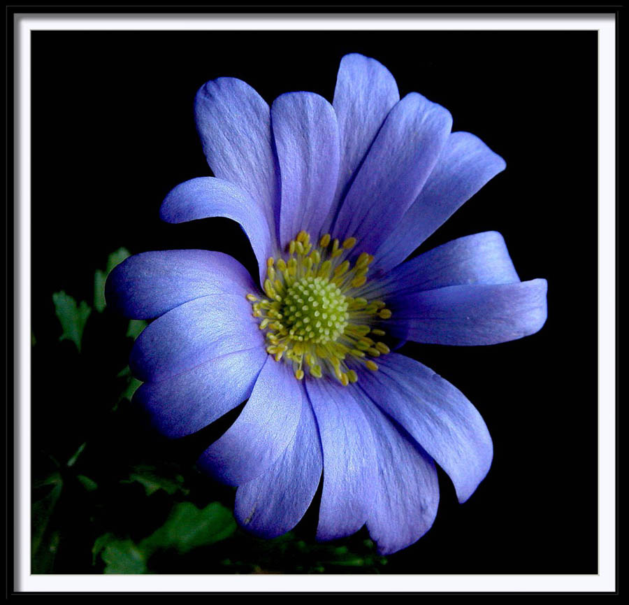 photo "anemone blanda" tags: macro and close-up, nature, flowers