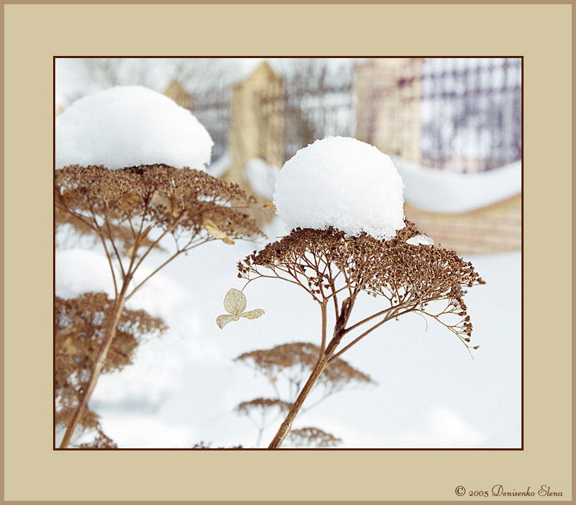 photo "Snow cap" tags: nature, flowers