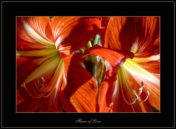 photo "Flame of Love" tags: nature, macro and close-up, flowers