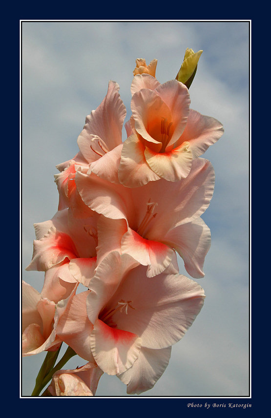 photo "Congratulation in pink tones" tags: nature, macro and close-up, flowers