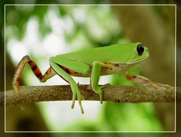 photo "Tree frog - Phyllomedusa hypochondrialis" tags: nature, macro and close-up, wild animals