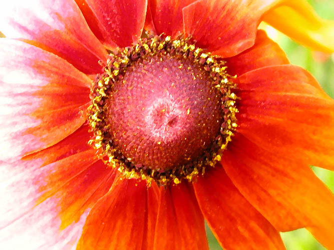 photo "Luminary" tags: nature, macro and close-up, flowers