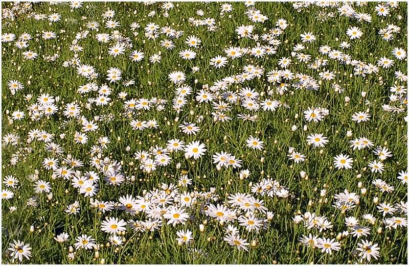 photo "A table-cloth for a convivial: to the  best half o" tags: nature, flowers