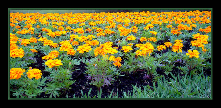 фото "Yellow garden" метки: природа, цветы