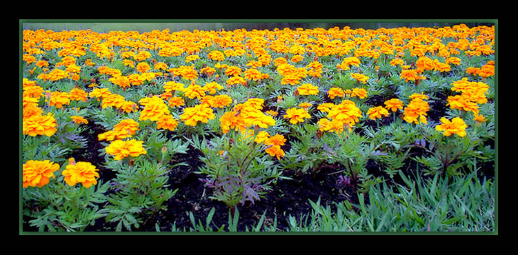 фото "Yellow garden" метки: природа, цветы