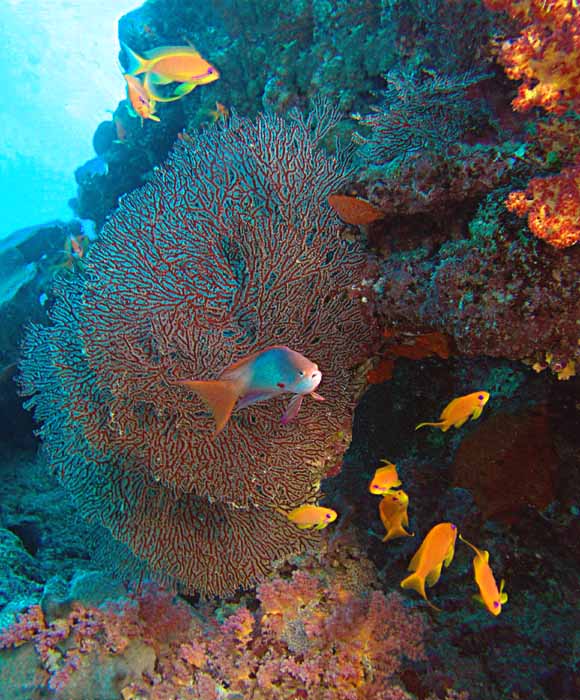 фото "Красочный "аквариум"" метки: подводные, 